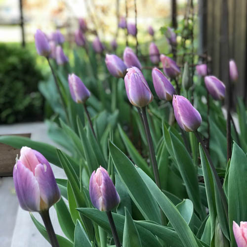 Darwinhybridtulpan 'Light and Dreamy'