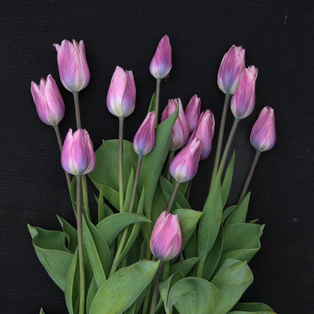 Darwinhybridtulpan 'Light and Dreamy'
