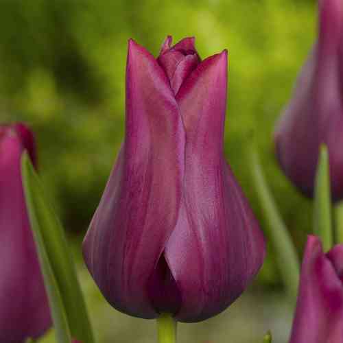 Tulppaani 'Merlot'
