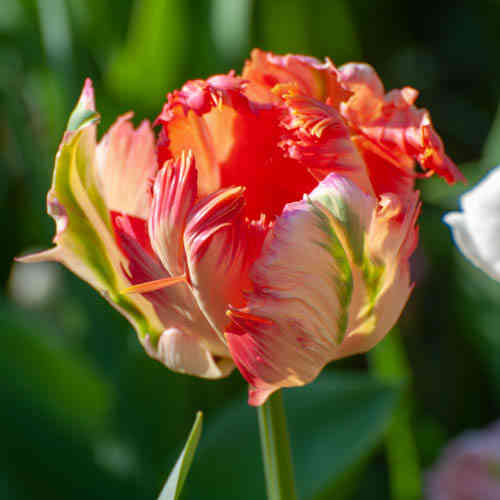 Papegojtulpan 'Apricot Parrot'