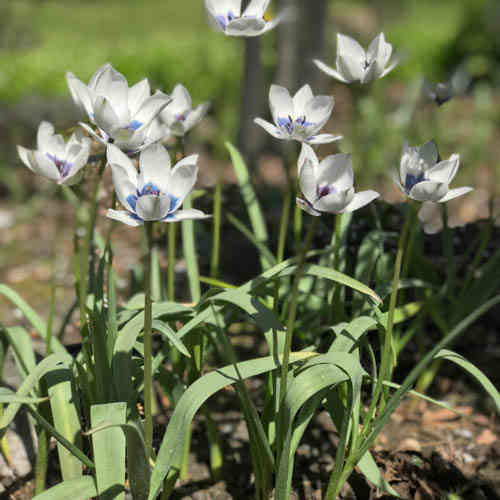 Tähtitulppaani 'Alba Caerulea Oculata'