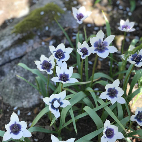 Violtulpan 'Alba Caerulea Oculata'
