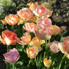 Tulppaani 'Charming Lady'