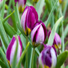 Tähtitulppaani 'Persian Pearl'