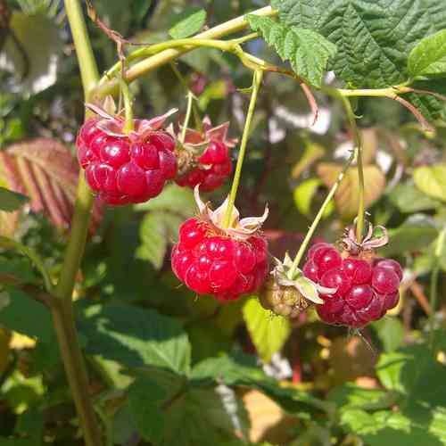 Rubus idaeus 'Ville'