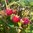 Rubus idaeus 'Ville'