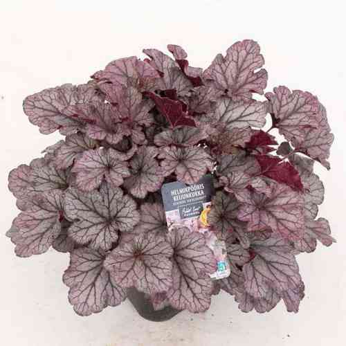 Tarhakeijunkukka 'Huckleberry'