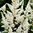 Astilbe `Happy Spirit´