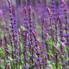 Loistosalvia 'Caradonna'