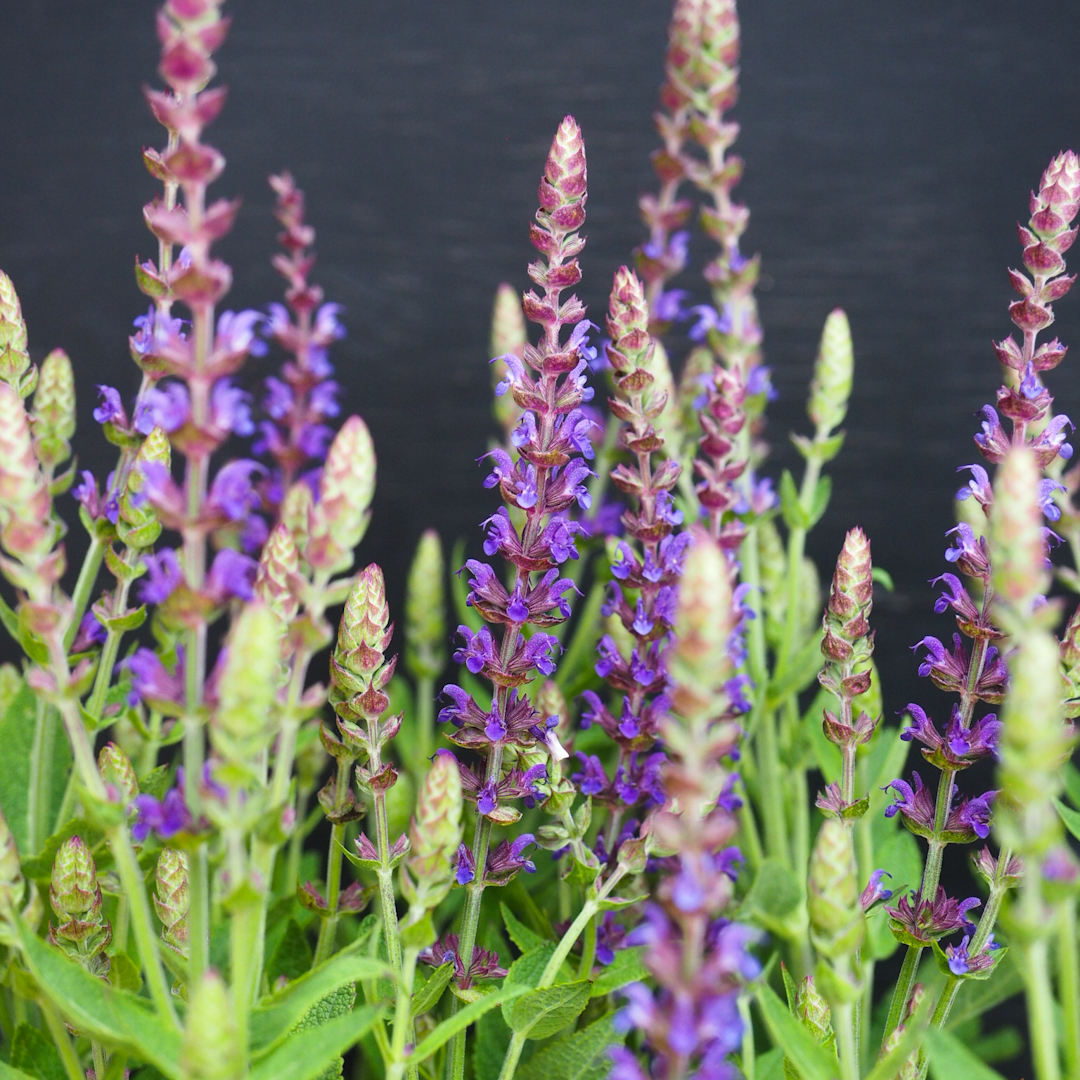 Lehtosalvia 'Ostfriesland'