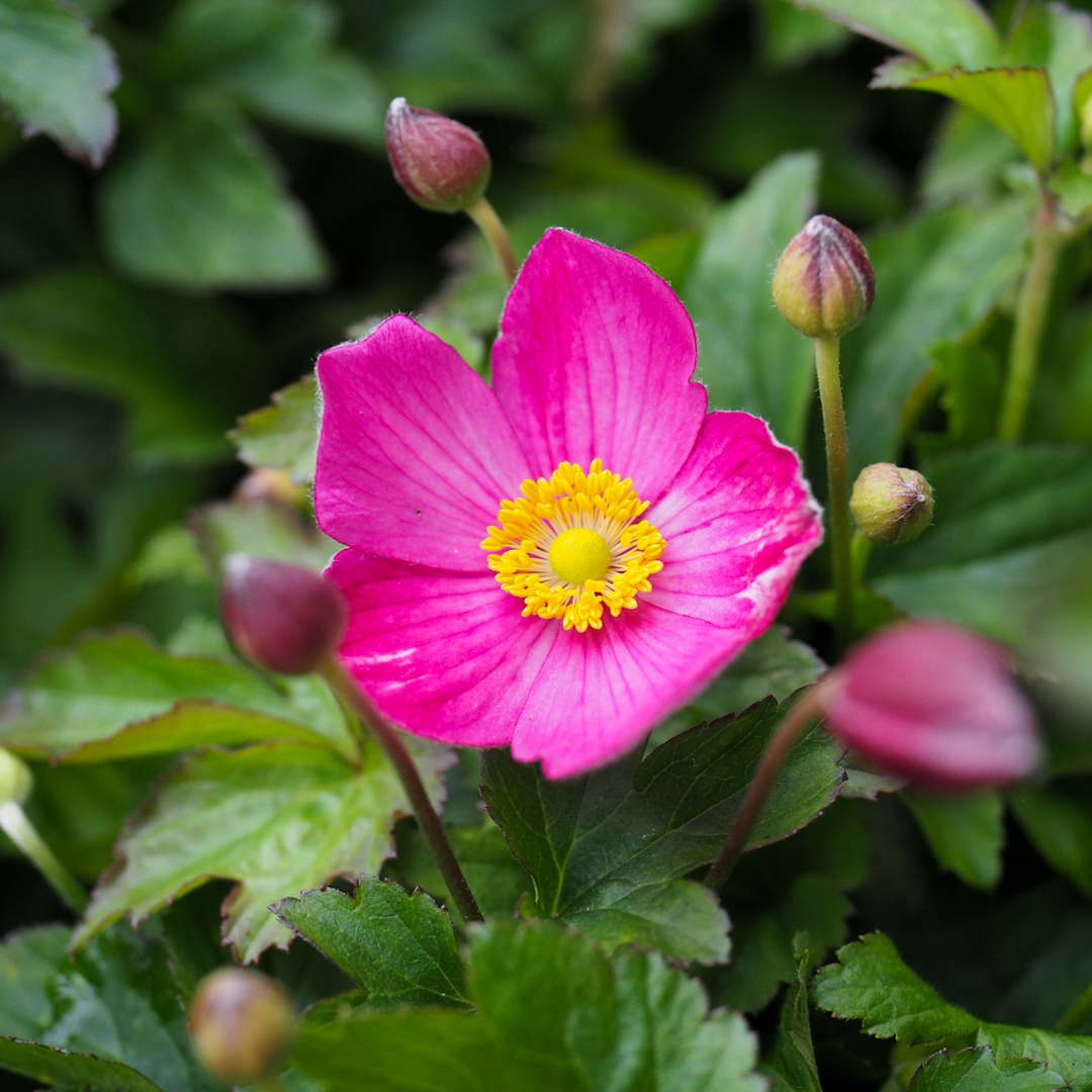 Syysvuokko 'Fantasy Jasmine'