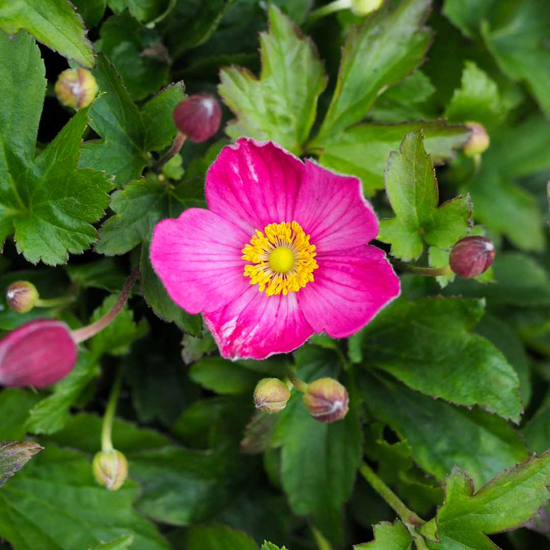 Syysvuokko 'Fantasy Jasmine'