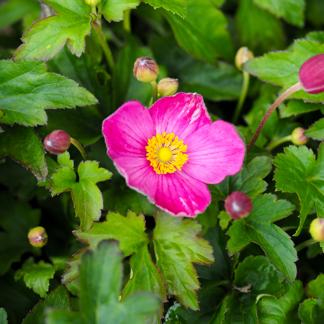 Syysvuokko 'Fantasy Jasmine'