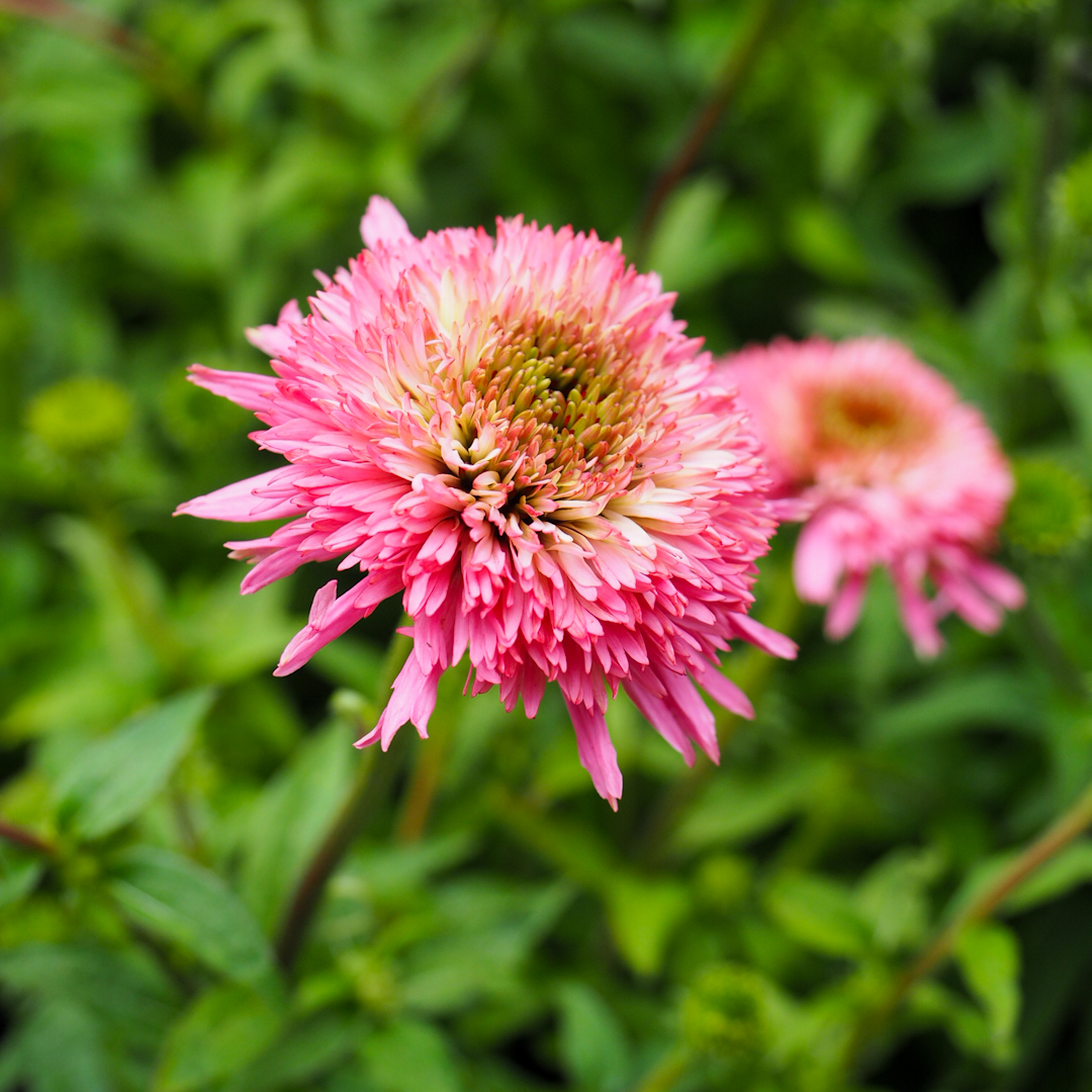 Tarhapunahattu 'Butterfly Kisses'