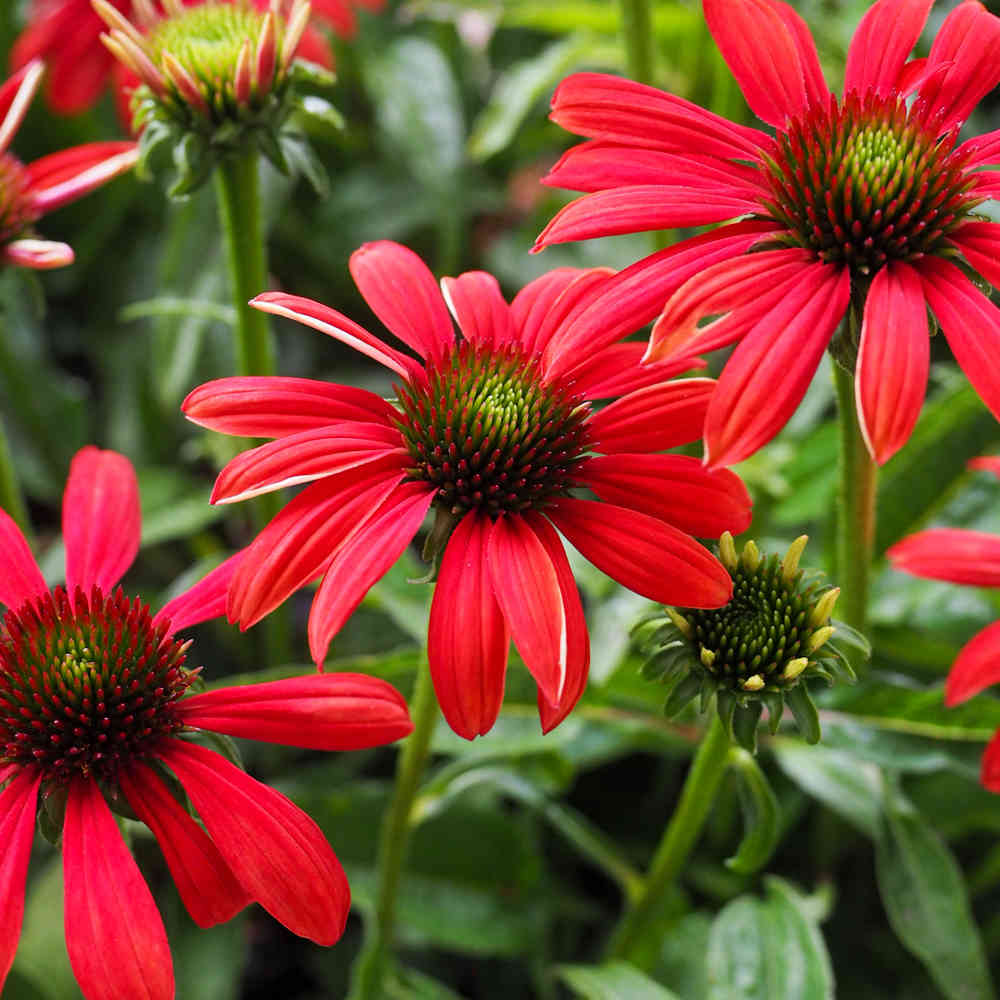 Tarhapunahattu 'Red Pearl'