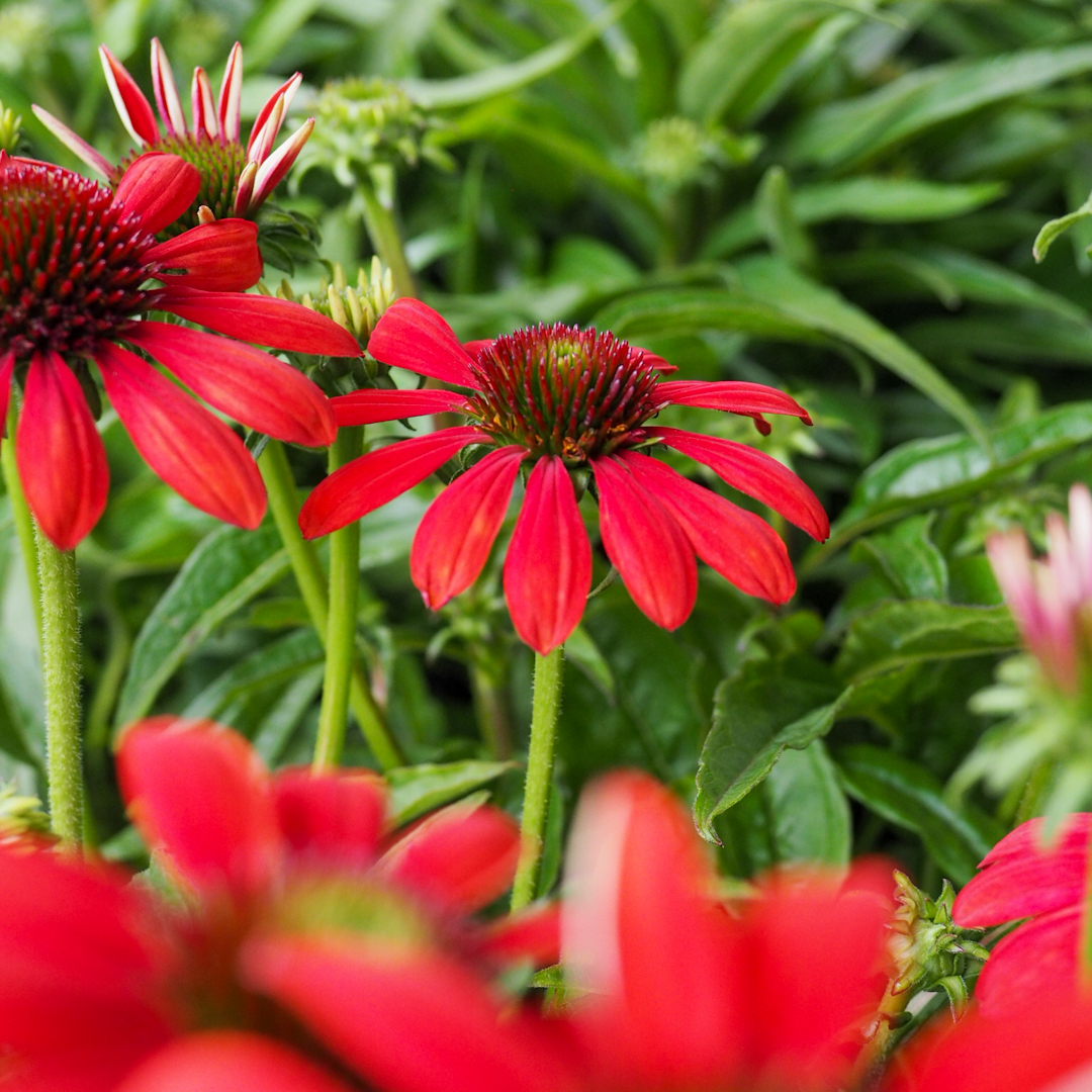 Tarhapunahattu 'Red Pearl'