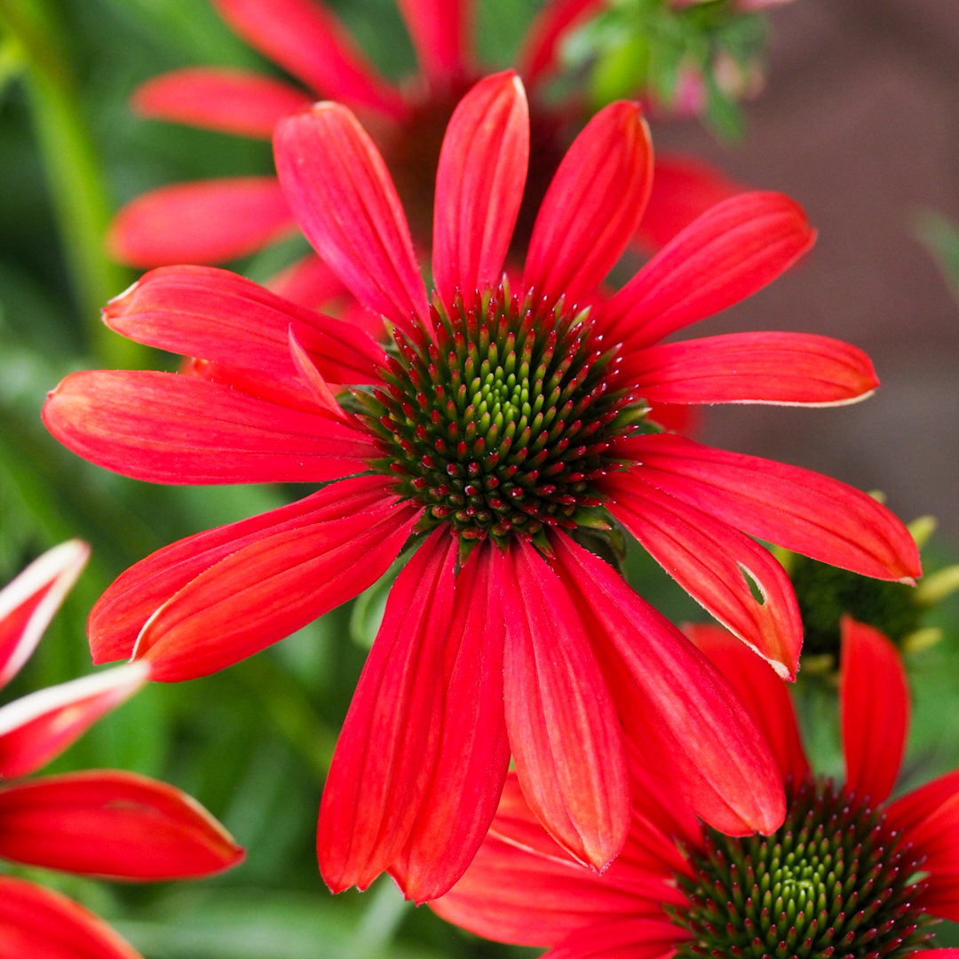 Tarhapunahattu 'Red Pearl'