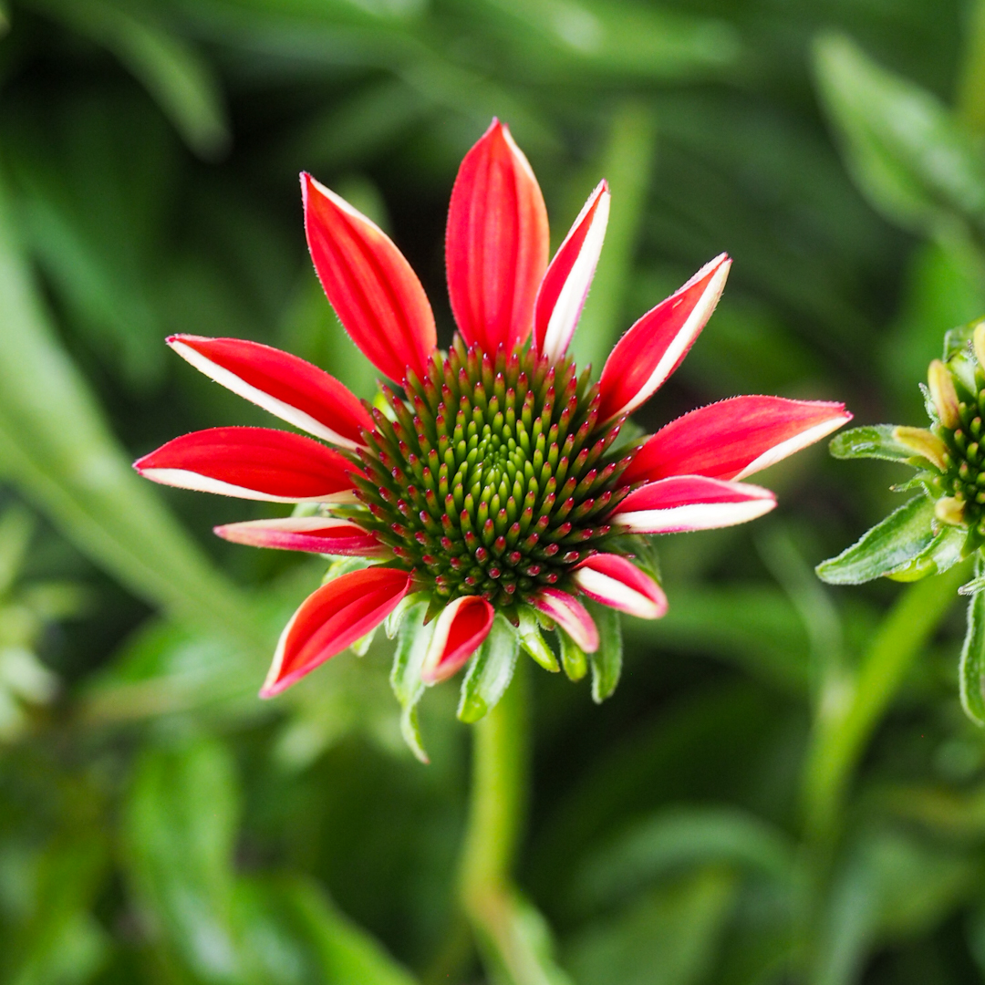 Tarhapunahattu 'Red Pearl'