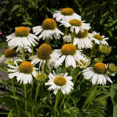 Punahattu 'White Meditation'