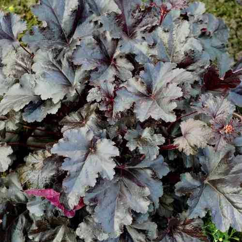 Hybridalunrot 'Black Pearl'