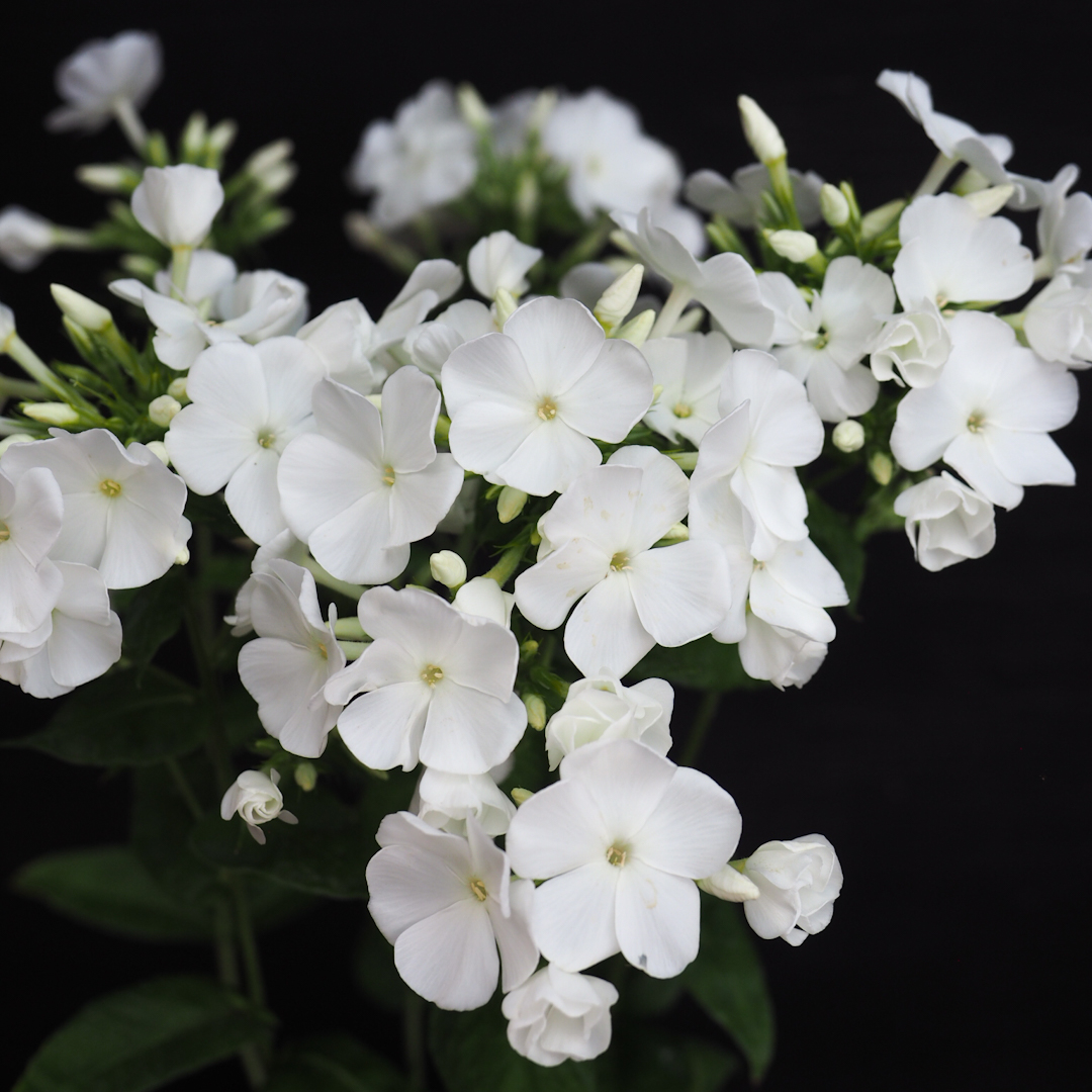 Syysleimu 'Flame White Improved'