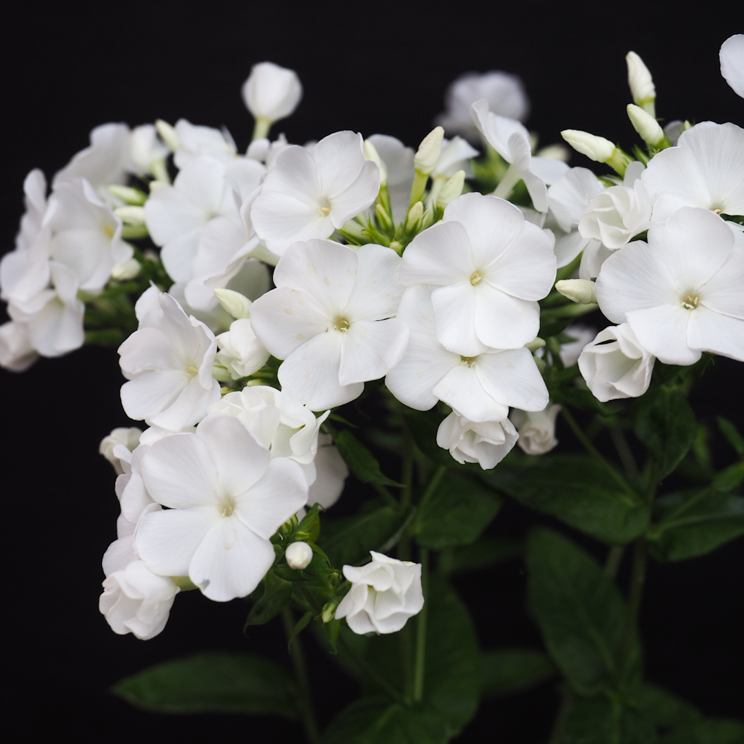 Syysleimu 'Flame White Improved'