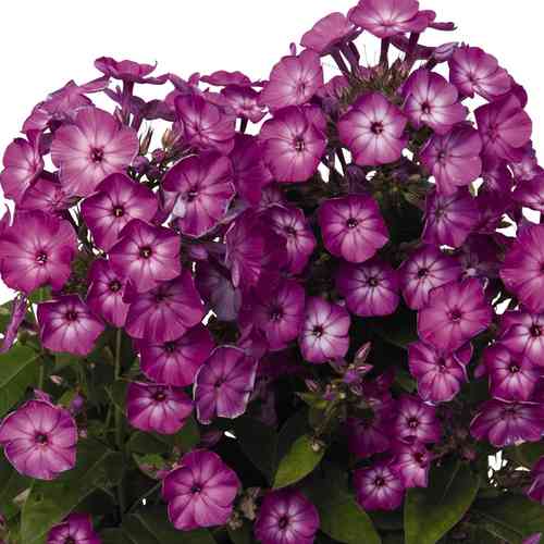 Höstflox 'Flame Purple Eye' XL