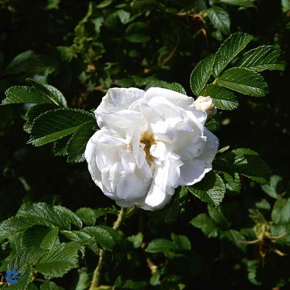 Tarhakurtturuusu 'Blanc Double de Coubert'