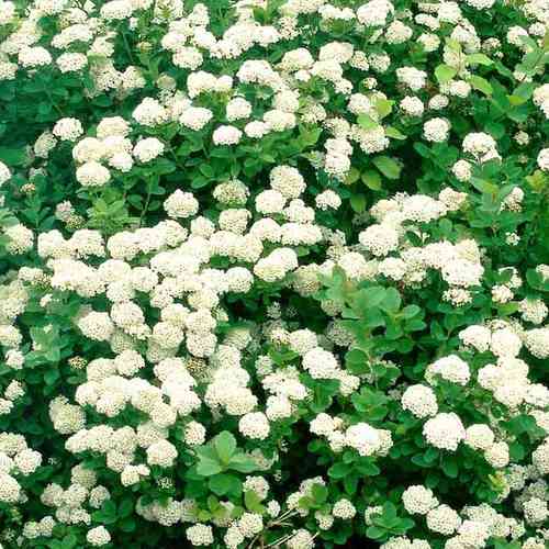 Spiraea betulifolia