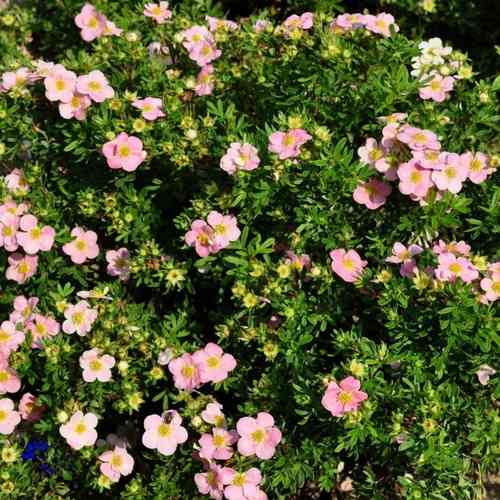Pensashanhikki 'Lovely Pink'