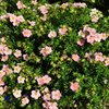 Pensashanhikki 'Lovely Pink'