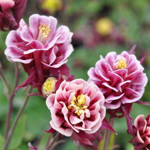 Lehtoakileija 'Winky Double Red - White'