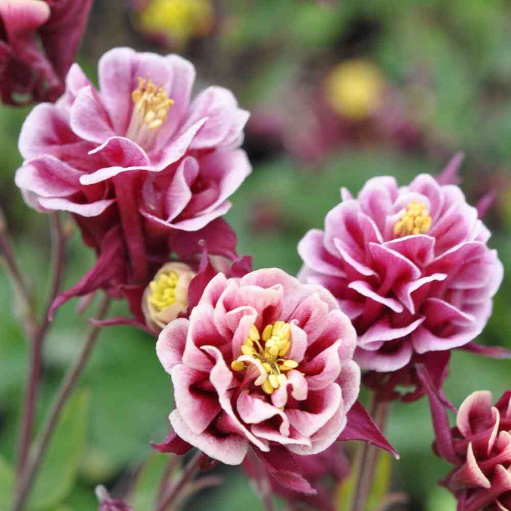 Lehtoakileija 'Winky Double Red - White'