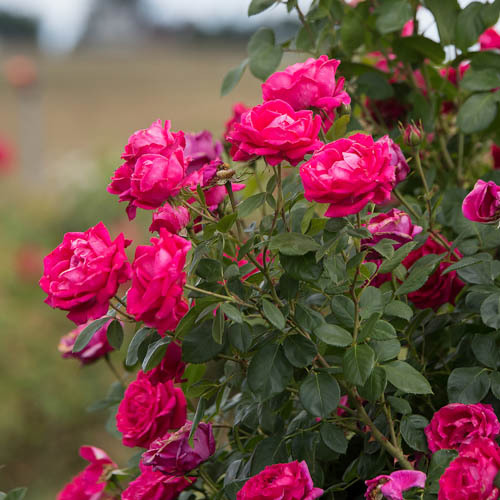Easy Elegance®-ros 'My Girl'