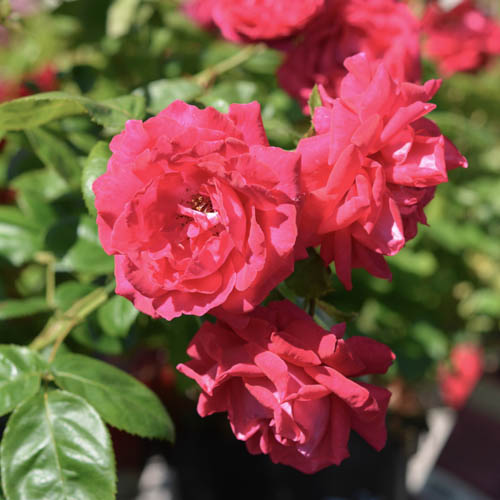 Easy Elegance®-ros 'My Girl'