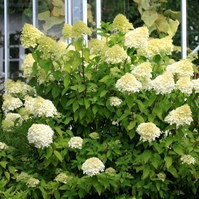 Syyshortensia 'Limelight'