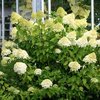 Syyshortensia 'Limelight'