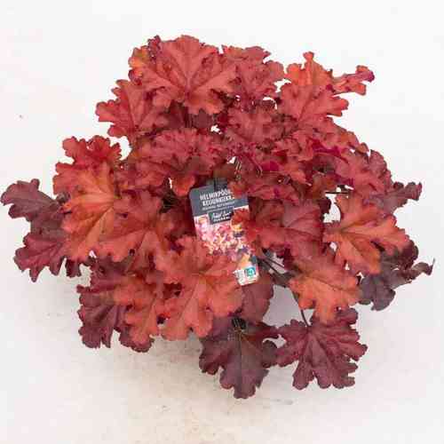 Tarhakeijunkukka 'Boysenberry'