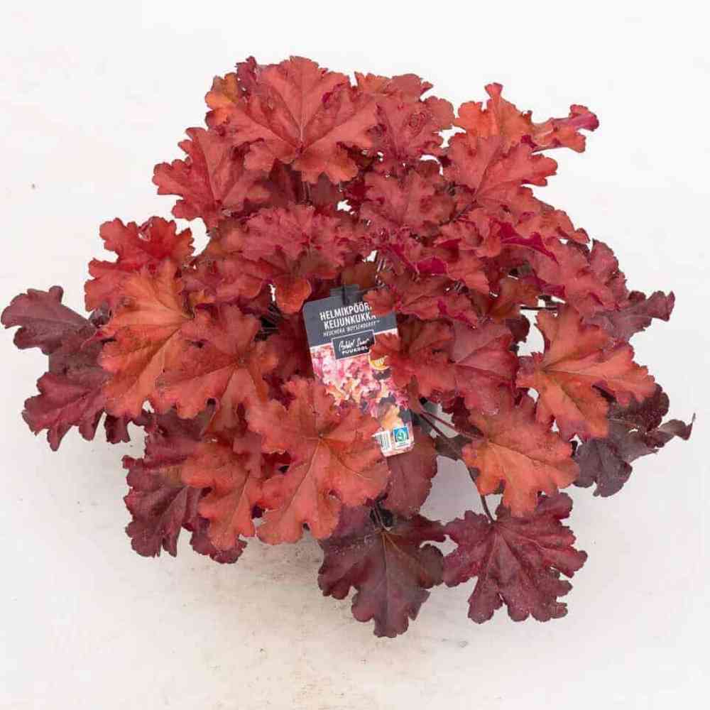 Tarhakeijunkukka 'Boysenberry'