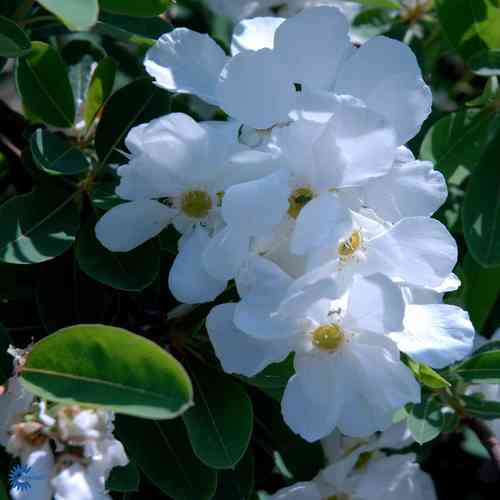 Exochorda macrantha