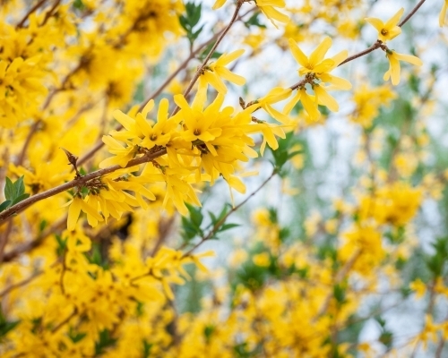 Forsythior