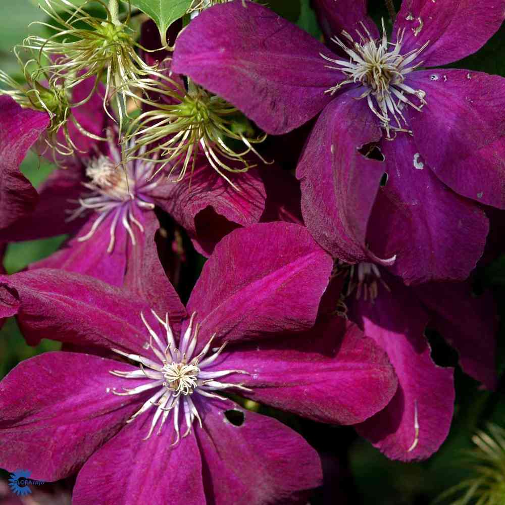 Loistokärhö 'Rouge Cardinal'