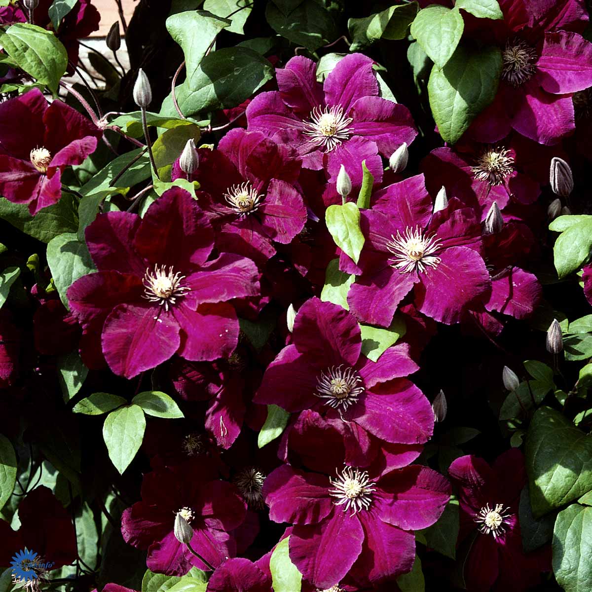 Loistokärhö 'Rouge Cardinal'