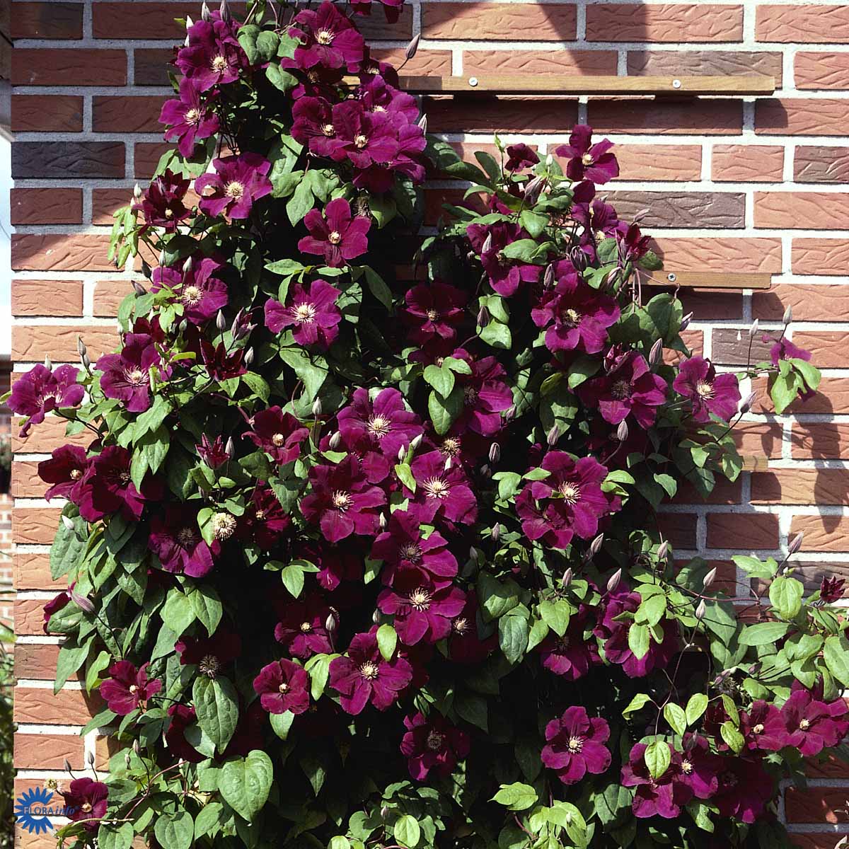 Loistokärhö 'Rouge Cardinal'