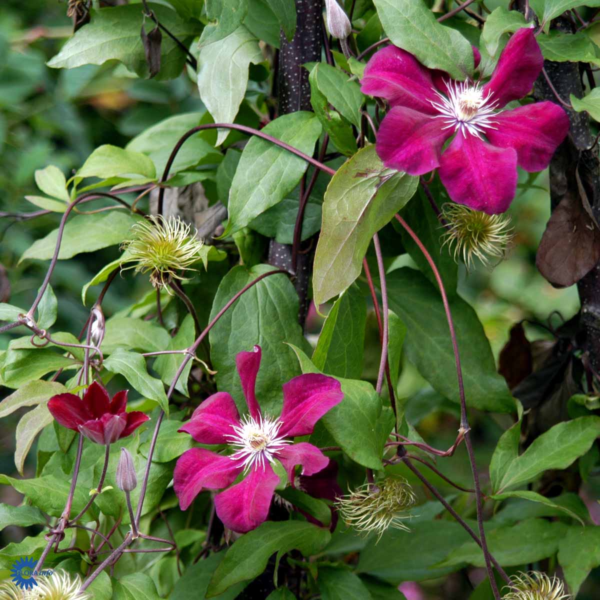 Loistokärhö 'Rouge Cardinal'