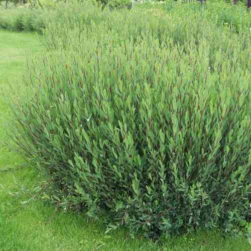 Kääpiöpunapaju 'Nana'   ('Gracilis')