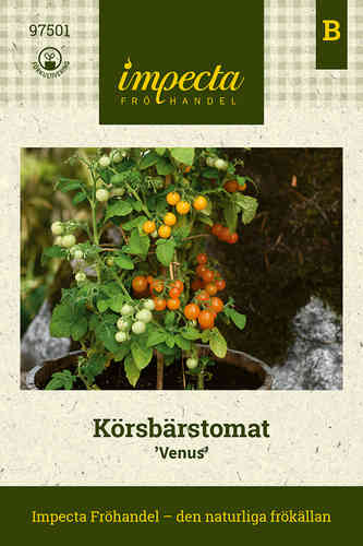 Körsbärstomat 'Venus'