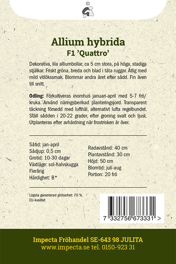 Allium F1 'Quattro'