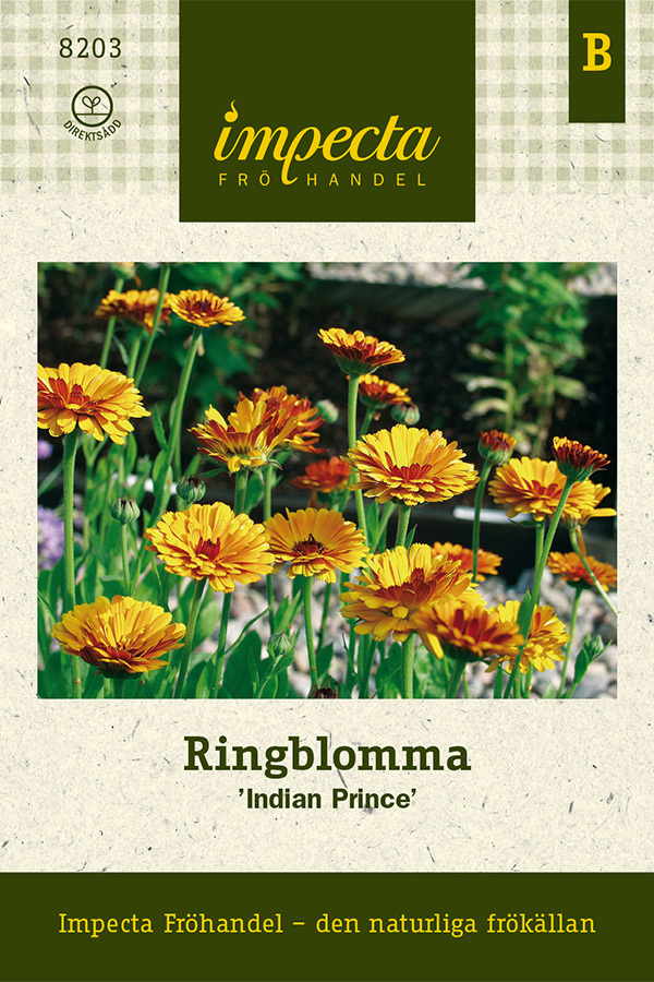 Ringblomma 'Indian Prince'