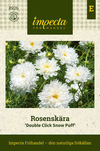 Punakosmoskukka 'Double Click Snow Puff'